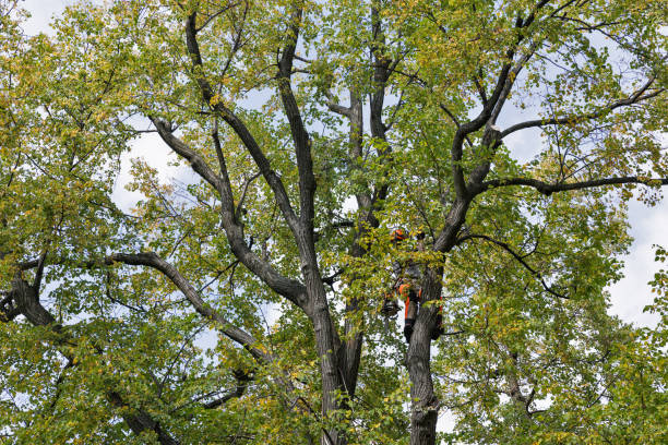 Best Tree Trimming and Pruning  in Georgetown, PA